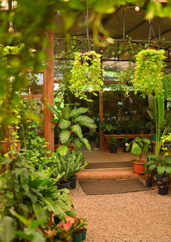 kensho greenery oleander farm